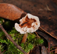 Lentinellus tasmanicus