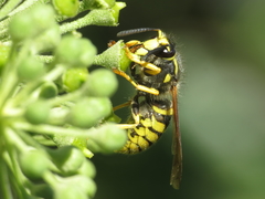 Dolichovespula sylvestris