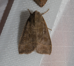 Ipimorpha pleonectusa