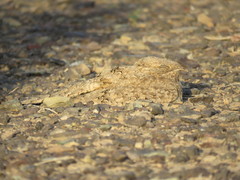 Caprimulgus aegyptius