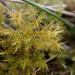 Yellow Starry Fen Moss - Photo (c) Stefan Gey, some rights reserved (CC BY-NC), uploaded by Stefan Gey