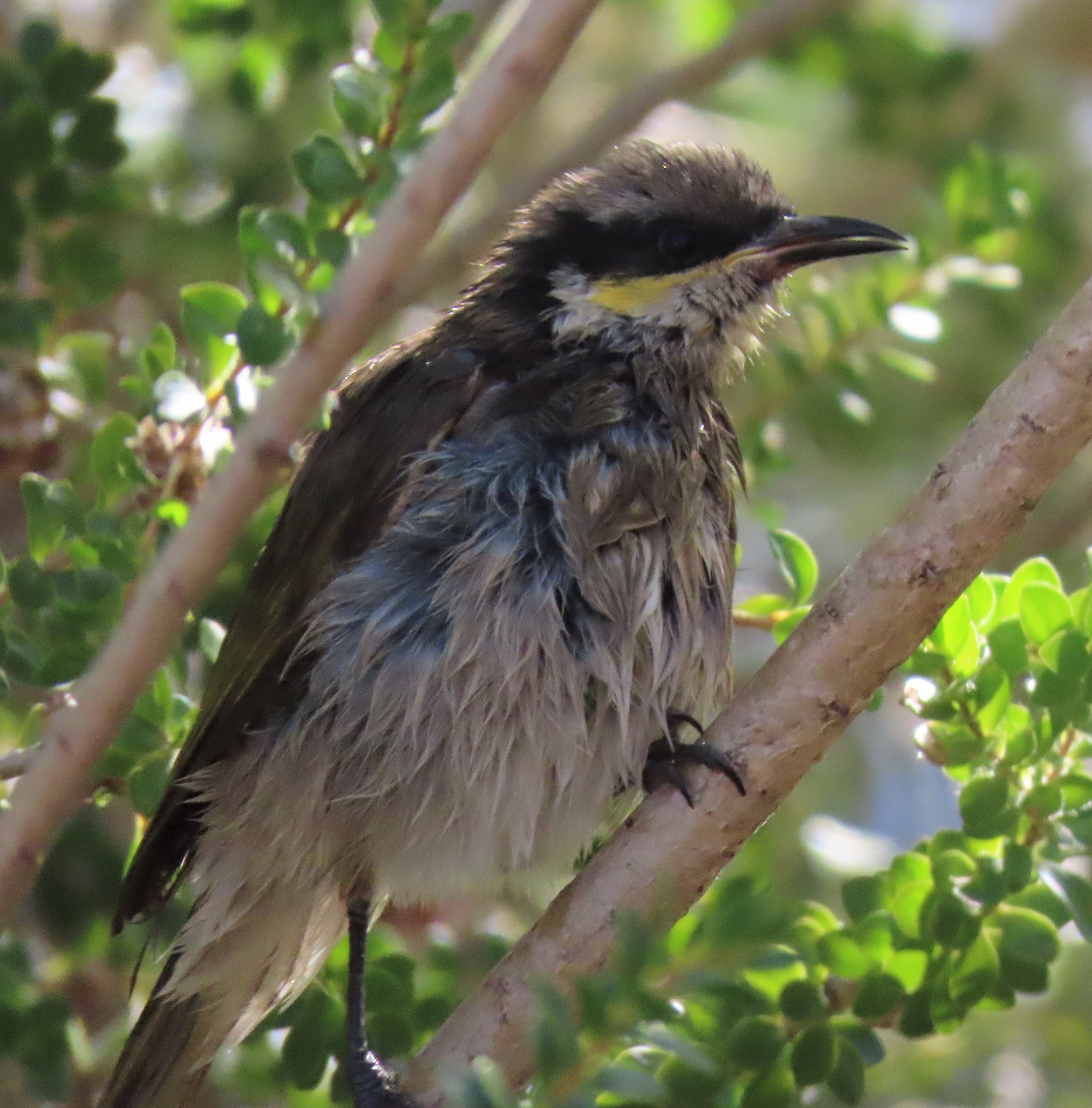 Singing Honeyeater illustration