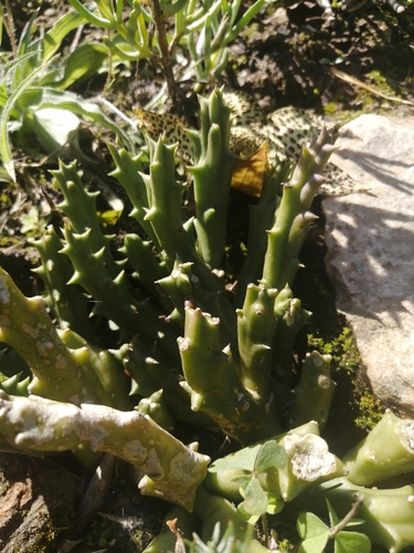 Orbea variegata 2