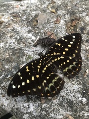 Lexias pardalis