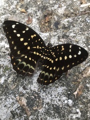 Lexias pardalis