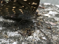 Lexias pardalis