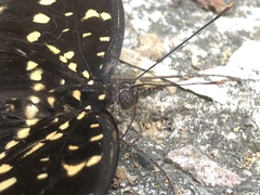 Lexias pardalis