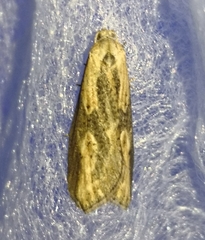 Doloploca punctulana