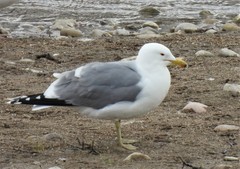 Larus californicus