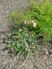 Silene crispata