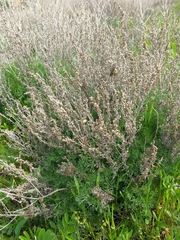 Artemisia taurica