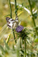 Melanargia titea