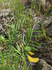Vicia anatolica