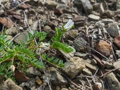 Astragalus guttatus