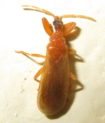 Enicocephalidae