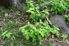 Comanthosphace formosana