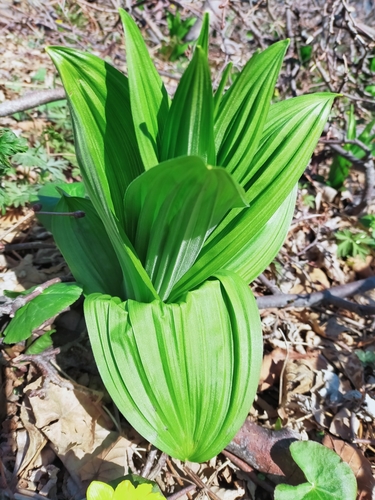 Image of Veratrum Dahuricum (Veratrum dahuricum) by no rights reserved