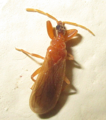 Enicocephalidae