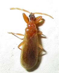 Enicocephalidae