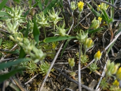 Ceratocephala falcata