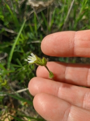 Cerastium brachypetalum