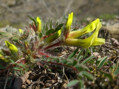 Astragalus utriger
