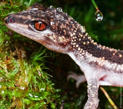 Goniurosaurus kuroiwae