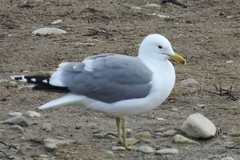 Larus californicus