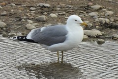 Larus californicus