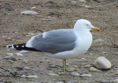 Larus californicus