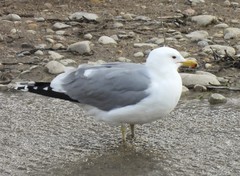 Larus californicus