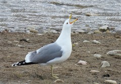 Larus californicus