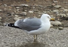 Larus californicus