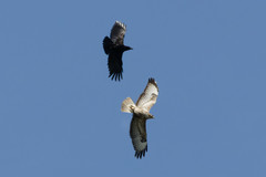 Buteo buteo