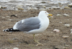 Larus californicus