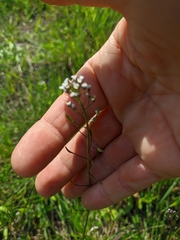 Calepina irregularis