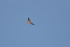 Buteo buteo