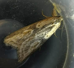 Doloploca punctulana