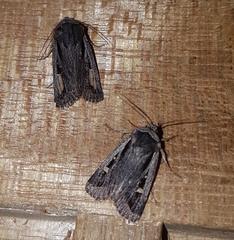 Proteuxoa passalota