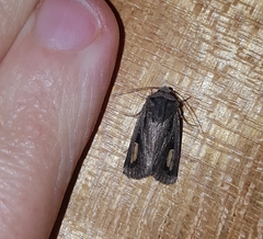 Proteuxoa passalota