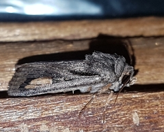 Proteuxoa passalota