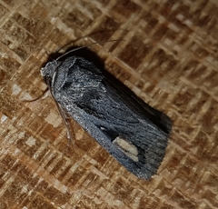 Proteuxoa passalota