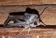 Proteuxoa passalota