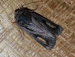 Proteuxoa passalota