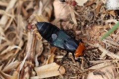 Creophilus erythrocephalus