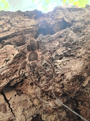 Cyrtopholis portoricae