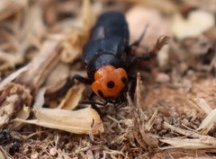 Creophilus erythrocephalus