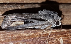 Proteuxoa passalota