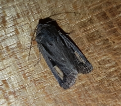 Proteuxoa passalota