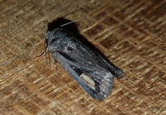 Proteuxoa passalota